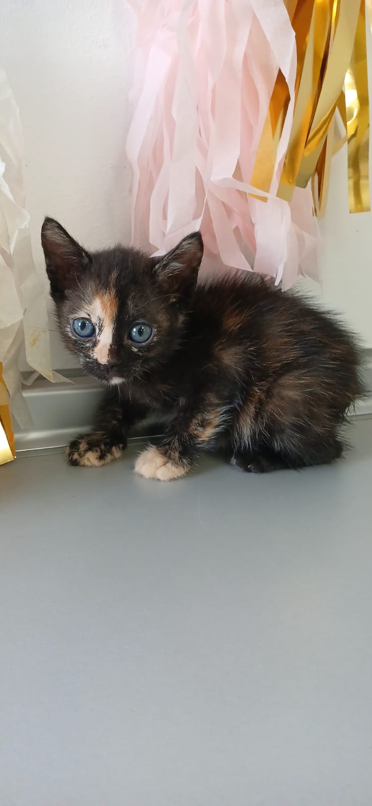 Foto de Nezuko
